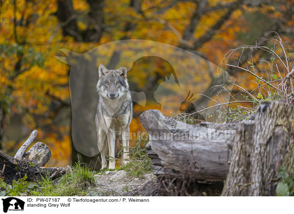 stehender Grauwolf / standing Grey Wolf / PW-07187