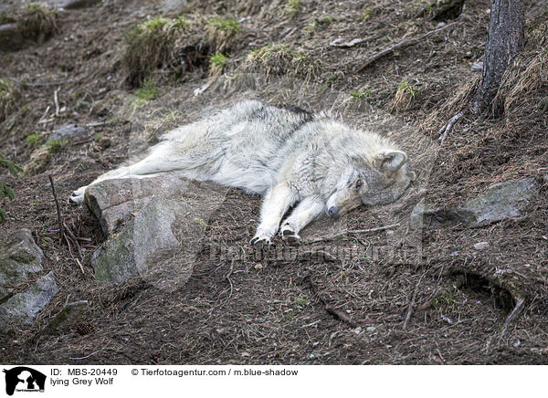 liegender Grauwolf / lying Grey Wolf / MBS-20449