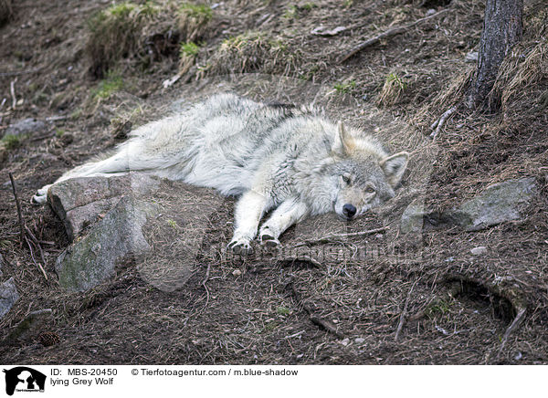 liegender Grauwolf / lying Grey Wolf / MBS-20450