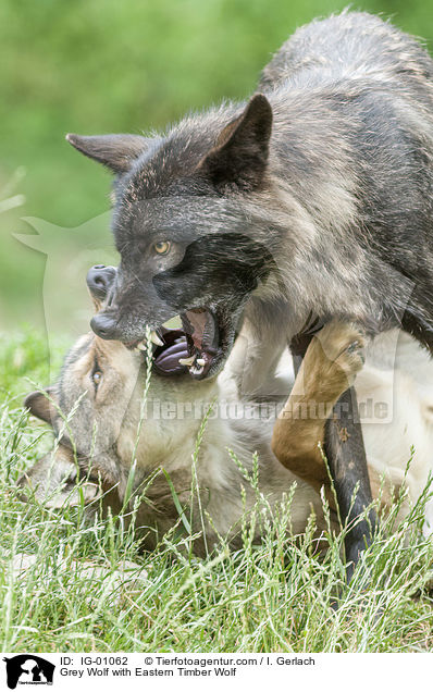 Grauwolf mit Timberwolf / Grey Wolf with Eastern Timber Wolf / IG-01062