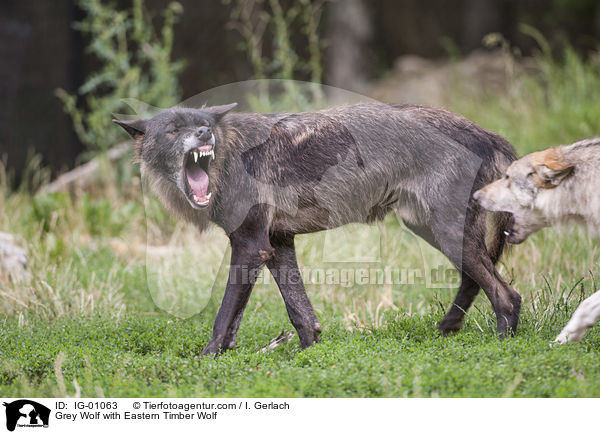 Grauwolf mit Timberwolf / Grey Wolf with Eastern Timber Wolf / IG-01063