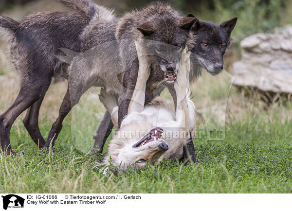 Grauwolf mit Timberwolf / Grey Wolf with Eastern Timber Wolf / IG-01066