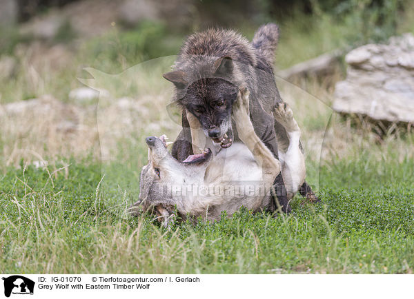 Grauwolf mit Timberwolf / Grey Wolf with Eastern Timber Wolf / IG-01070