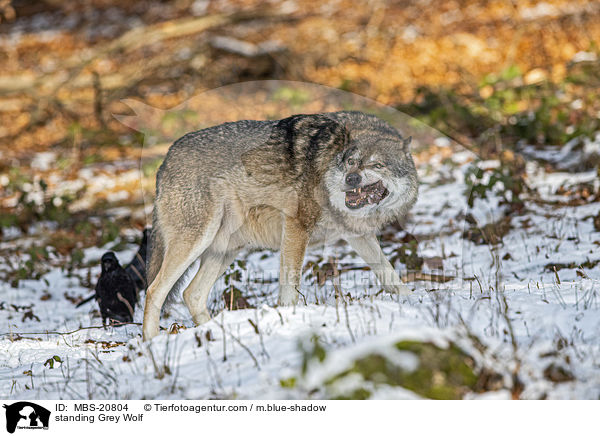 stehender Grauwolf / standing Grey Wolf / MBS-20804
