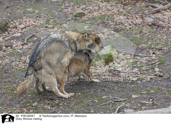 Grauwlfe bei der Paarung / Grey Wolves mating / PW-08561