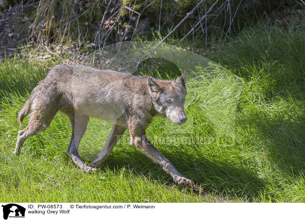 laufender Grauwolf / walking Grey Wolf / PW-08573