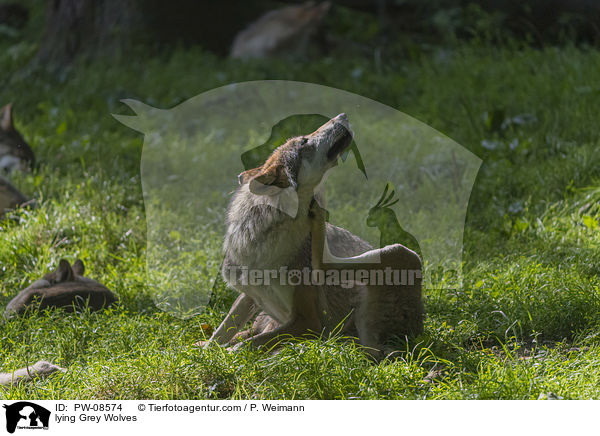 liegende Grauwlfe / lying Grey Wolves / PW-08574