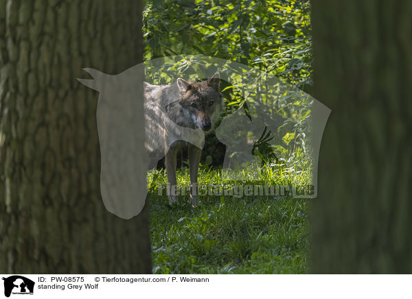 stehender Grauwolf / standing Grey Wolf / PW-08575