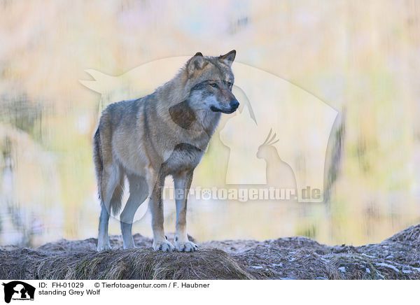 stehender Grauwolf / standing Grey Wolf / FH-01029