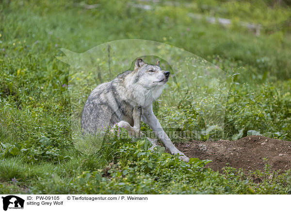 sitzender Grauwolf / sitting Grey Wolf / PW-09105