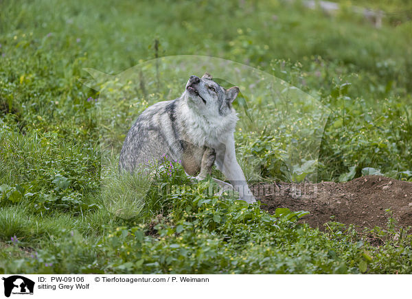 sitzender Grauwolf / sitting Grey Wolf / PW-09106