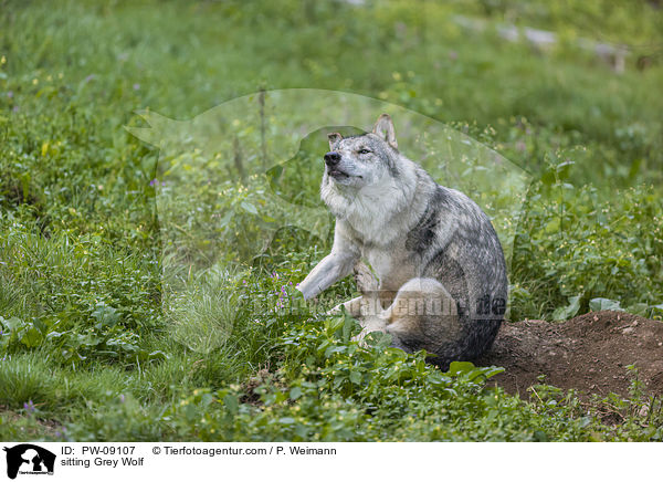 sitzender Grauwolf / sitting Grey Wolf / PW-09107