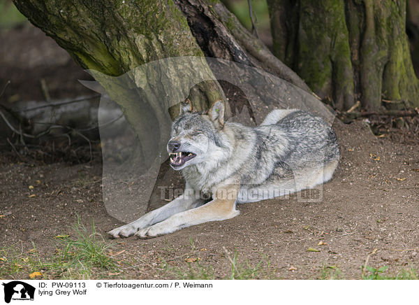 liegender Grauwolf / lying Grey Wolf / PW-09113