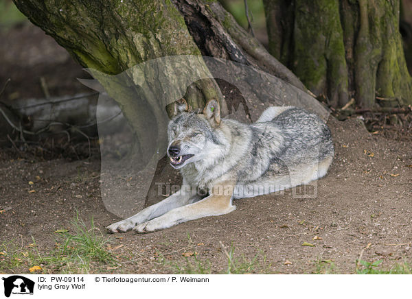 liegender Grauwolf / lying Grey Wolf / PW-09114