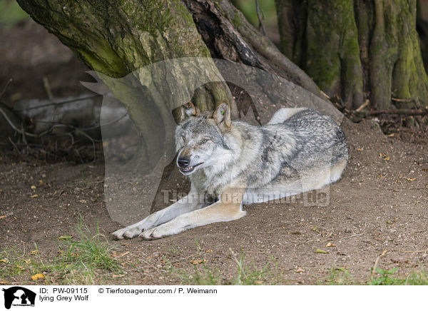 liegender Grauwolf / lying Grey Wolf / PW-09115