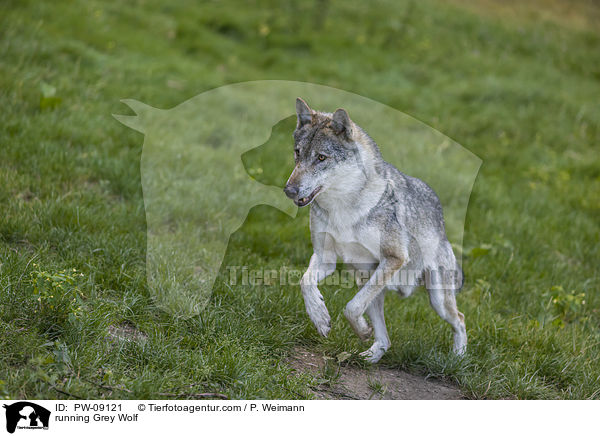 rennender Grauwolf / running Grey Wolf / PW-09121