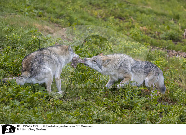 kmpfende Grauwlfe / fighting Grey Wolves / PW-09123