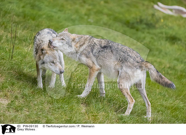 Grauwlfe / Grey Wolves / PW-09130