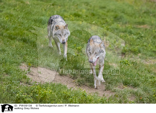 laufende Grauwlfe / walking Grey Wolves / PW-09138