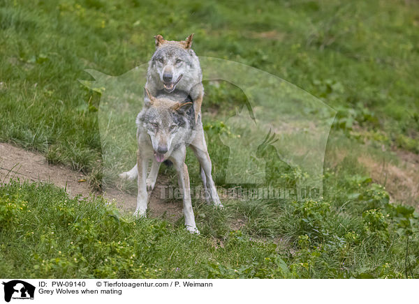 Grauwlfe bei der Paarung / Grey Wolves when mating / PW-09140