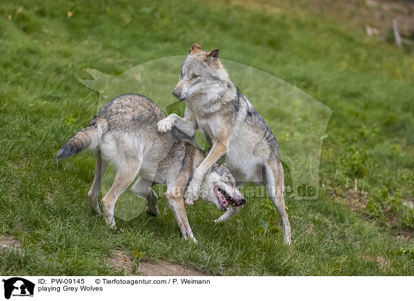 spielende Grauwlfe / playing Grey Wolves / PW-09145
