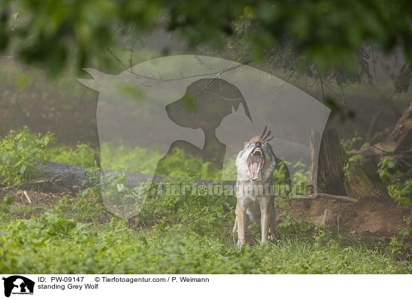 stehender Grauwolf / standing Grey Wolf / PW-09147