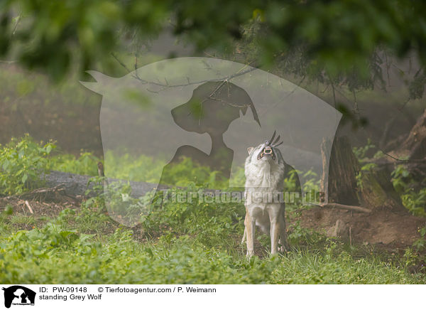 stehender Grauwolf / standing Grey Wolf / PW-09148