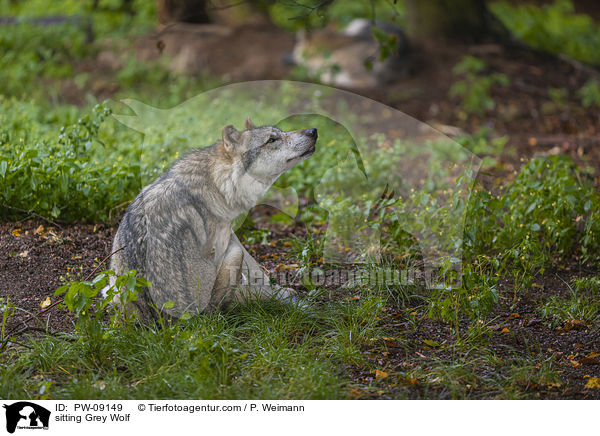 sitzender Grauwolf / sitting Grey Wolf / PW-09149