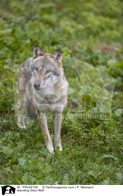 stehender Grauwolf / standing Grey Wolf / PW-09156