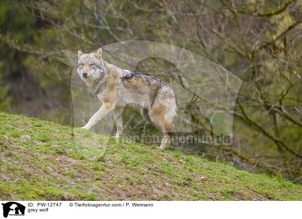 Grauwolf / grey wolf / PW-12747