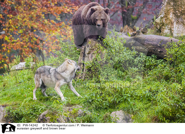 Grauwolf Und Braunbr / eurasian greywolf and brown bear / PW-14242