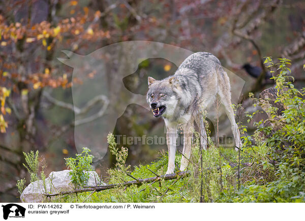 Grauwolf / eurasian greywolf / PW-14262