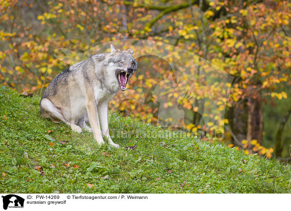 Grauwolf / eurasian greywolf / PW-14269