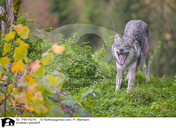 Grauwolf / eurasian greywolf / PW-14276