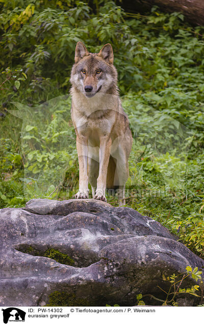 Grauwolf / eurasian greywolf / PW-14302
