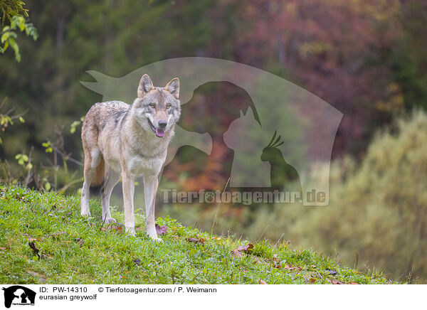 Grauwolf / eurasian greywolf / PW-14310