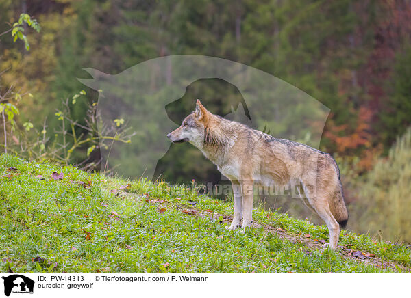 Grauwolf / eurasian greywolf / PW-14313
