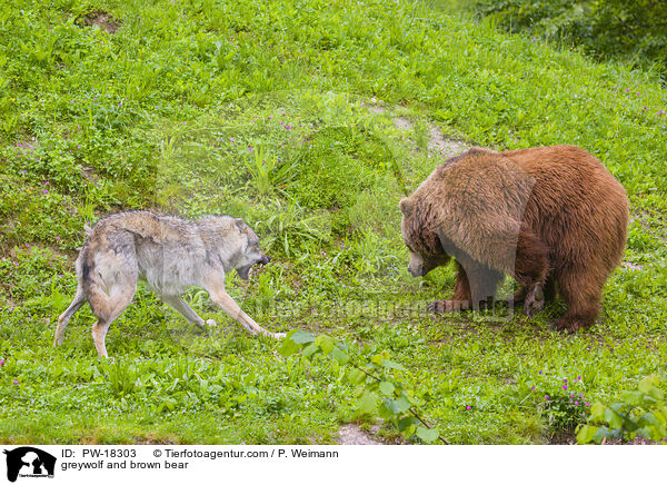 Grauwolf und Braunbr / greywolf and brown bear / PW-18303