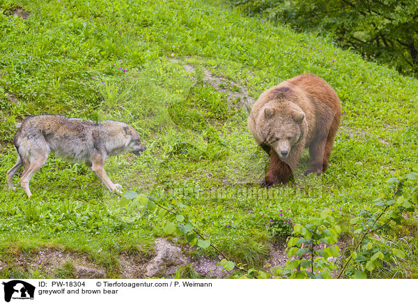 Grauwolf und Braunbr / greywolf and brown bear / PW-18304