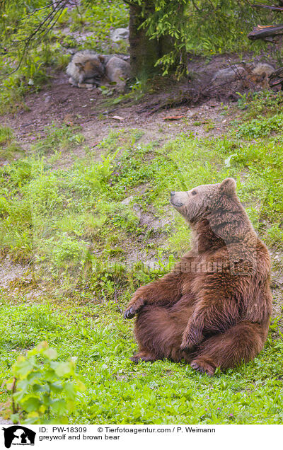 greywolf and brown bear / PW-18309
