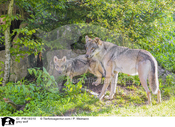 Grauwolf / grey wolf / PW-18310