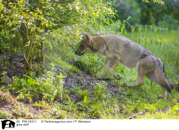 Grauwolf / grey wolf / PW-18311