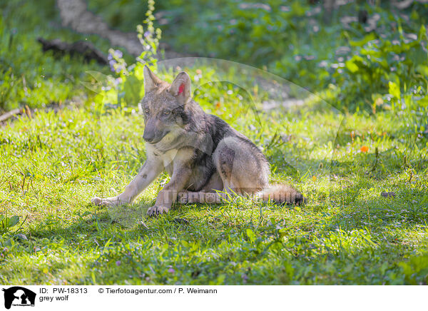 Grauwolf / grey wolf / PW-18313