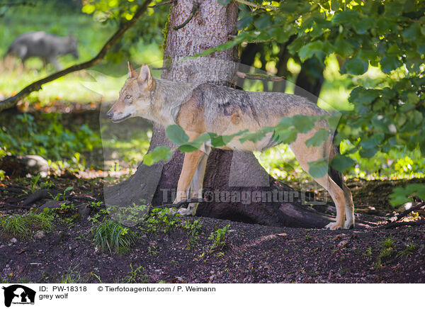 Grauwolf / grey wolf / PW-18318