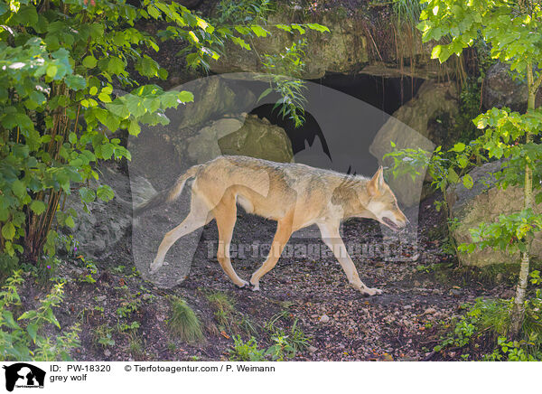 Grauwolf / grey wolf / PW-18320