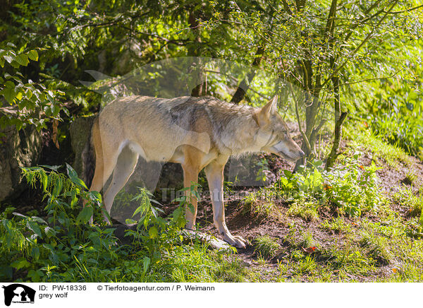 Grauwolf / grey wolf / PW-18336