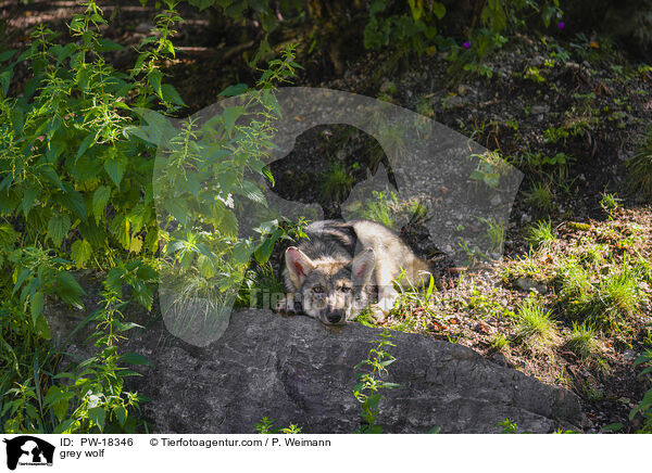 Grauwolf / grey wolf / PW-18346