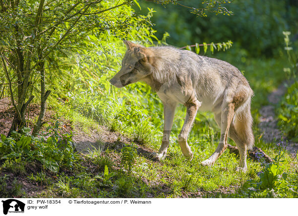 grey wolf / PW-18354
