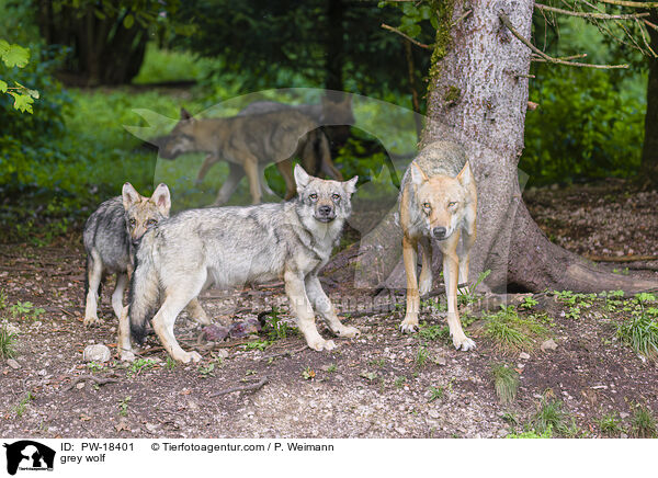 Grauwolf / grey wolf / PW-18401
