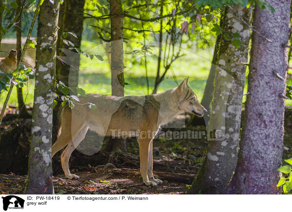 Grauwolf / grey wolf / PW-18419